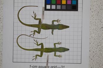 Media type: image;   Herpetology R-189079